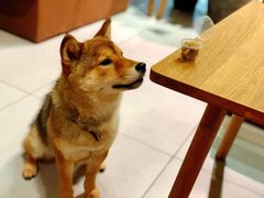 -柴务处·柴犬主题狗咖