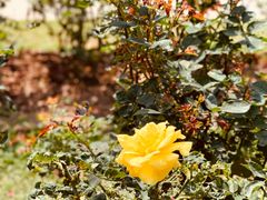 -人民公园(罗湖区)