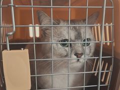 -美联众合宠物医院·爱萌分院·内外科·猫科中心