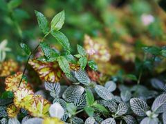 -国家植物园南园