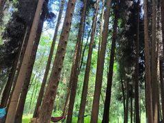 -武陵山森林公园