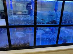 -鱼品天下美蛙鱼·海鲜·牛排自助