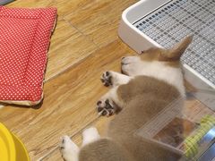 -狗道宠物(常熟印象城店)