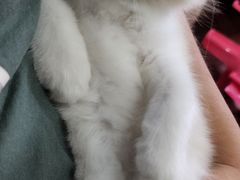 -关爱宠物医院·猫科中心·消化科(滨湖万达分院)