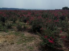 紫薇花海-古柏渡飞黄旅游区