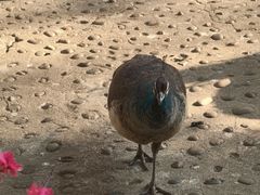 -西双版纳傣族园