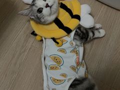 -艾贝尔宠物医院·24H转诊中心·肿瘤猫专科(江宁双龙店)