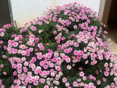 -尼玛藏家风味园(阿山食城店)