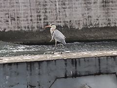 -四川大学(望江校区)