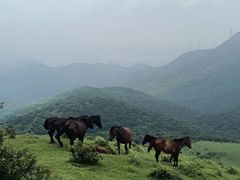 -大姆山草场