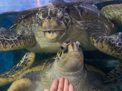 -烟台海昌鲸鲨海洋公园