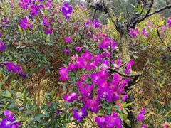 -南国桃园旅游度假区