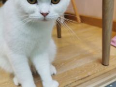 -猫咪派对(江南西店)