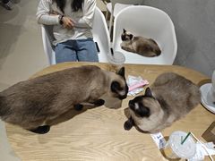 -藏猫猫咖啡主题馆(中央大道店)