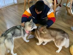 -Husky Go! 哈士奇体验馆·宠物咖啡厅狗咖