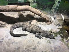 -上海大自然野生昆虫馆(东方明珠·爬宠昆虫探索中心)