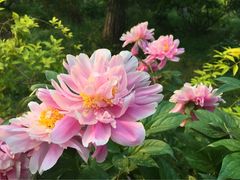 iphone_upload_pic-景山公园