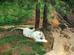 -云南野生动物园