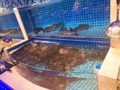 活虾-乔哥铭洋海鲜自助(皇城恒隆广场店)