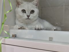 -lincat·猫舍(广州店)