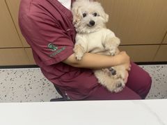 -瑞派康怡24h宠物医院·犬猫医疗中心·微创绝育(瑞景分院)