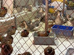 -鱼窝棚柴火铁锅炖(富山屯店)