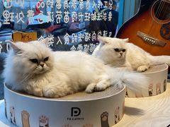 -喵屿·大理花园猫咖