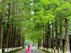 -黄海国家森林公园