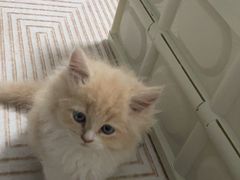 -爱侣宠医·鹦鹉专科·小型哺乳类·异宠专科(灵石路店)