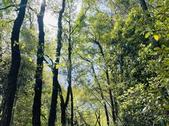 -西湖风景区十里琅珰-五云山