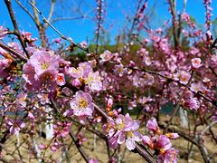 -大兴滨河森林公园