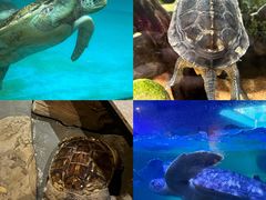 -海合安成都极地海洋公园