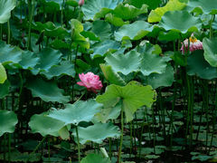 -沐仙湖湿地公园