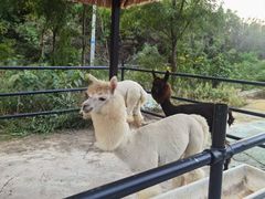 -金石滩蓝莓谷庄园