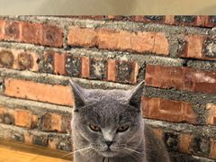 -豆逗聊愈猫阁Easy Life