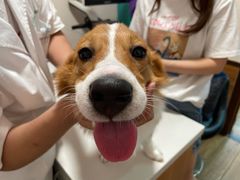 -瑞派·关忠动物医院·异宠专科·犬猫肿瘤·皮肤专科(望京店)