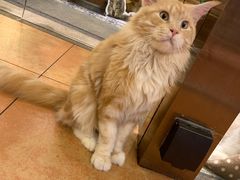 -more than meow吴止猫主题餐厅(承德 中船汇店)