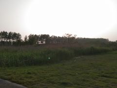 -盐城丹顶鹤湿地生态旅游区