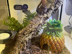 -酷以爬仙阁实体爬宠店·守宫·蜥蜴·专业繁育