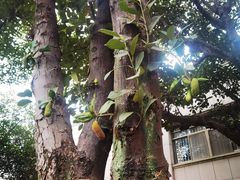 -广西大学(大学东路校区)