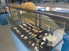 -上海海洋大学鱼文化博物馆(军工路校区)