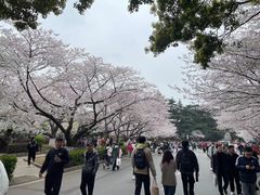 -武汉大学-樱园