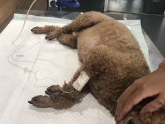 -爱侣宠医·鹦鹉专科·小型哺乳类·异宠专科(灵石路店)