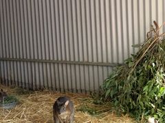 -费瑟代尔野生动物园