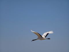 -盐城丹顶鹤湿地生态旅游区