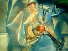 -安安宠医·安宠宠物医院