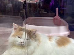 -FAELING PETS美天灵宠物(富力广场店)