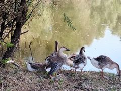 -长白岛森林公园