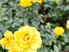 -人民公园(罗湖区)