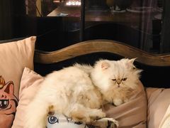 -more than meow吴止猫主题餐厅(承德 中船汇店)